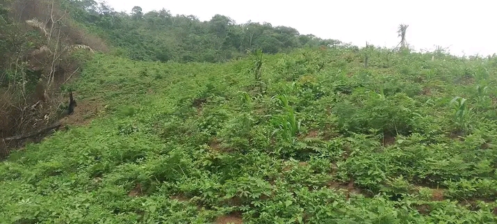 Agro-écologie : Une Solution Durable pour l’Avenir de l'Agriculture dans le Kwango en RDC