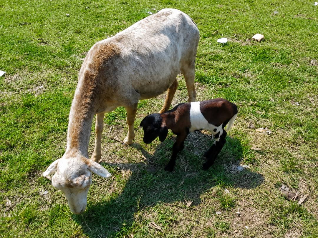 Quelques principes de bases avant d’élever les ovins (moutons)