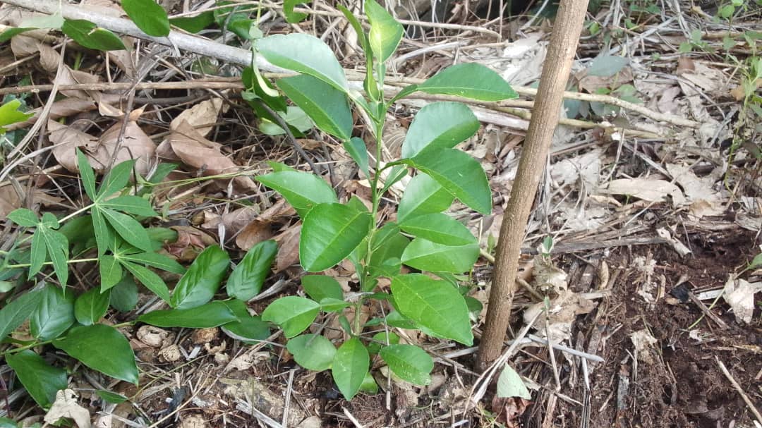 Essaie d'agroforesterie reussit à Kenge